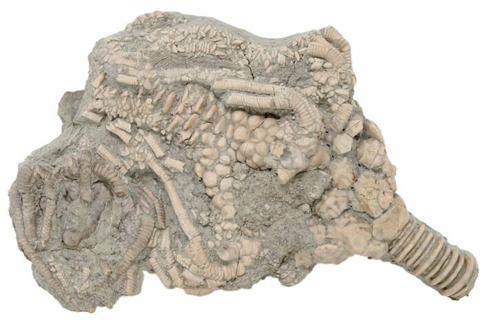 Fossil Crinoid Actinocrinites With Agaricocrinus - Indiana #197505